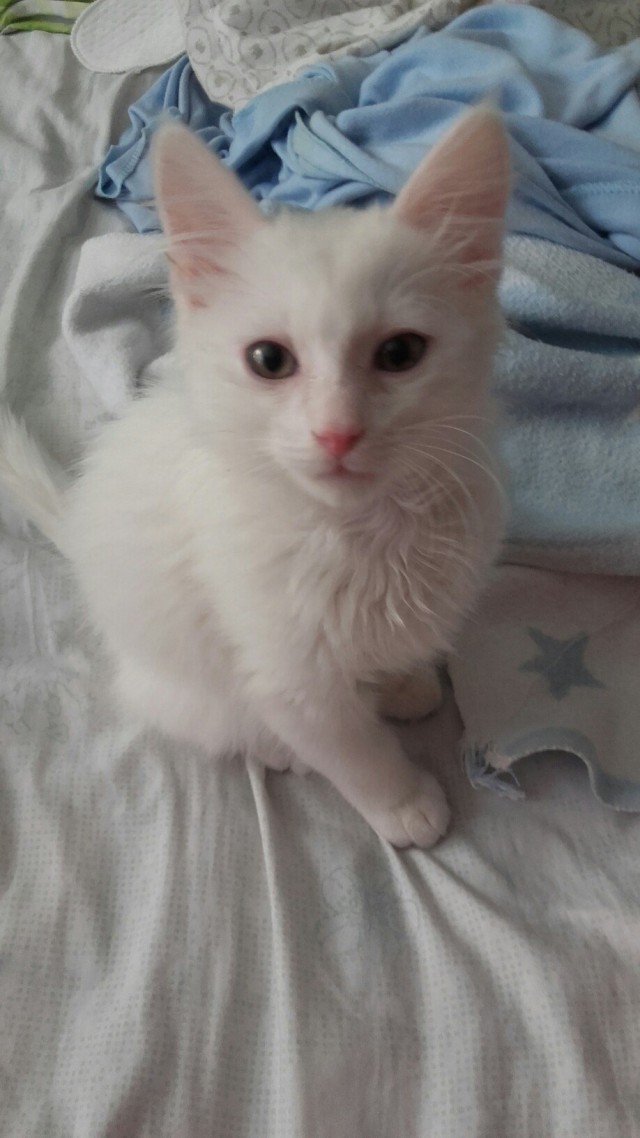 Коты и Кошки