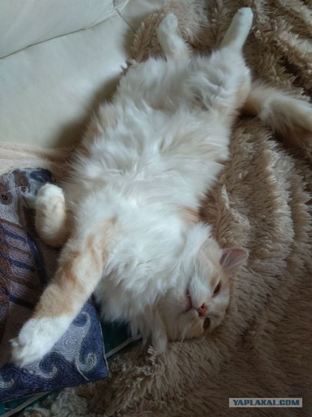Котовторник 27.06.2017