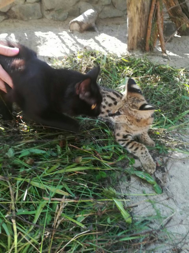 В Новосибирске кошки выкормили детёнышей сервала и каракала