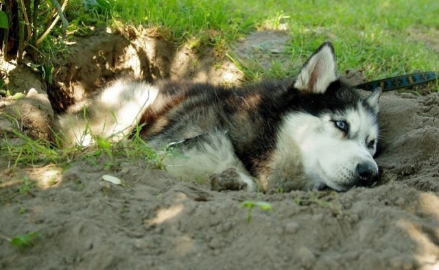 Кошка на похоронах хозяина