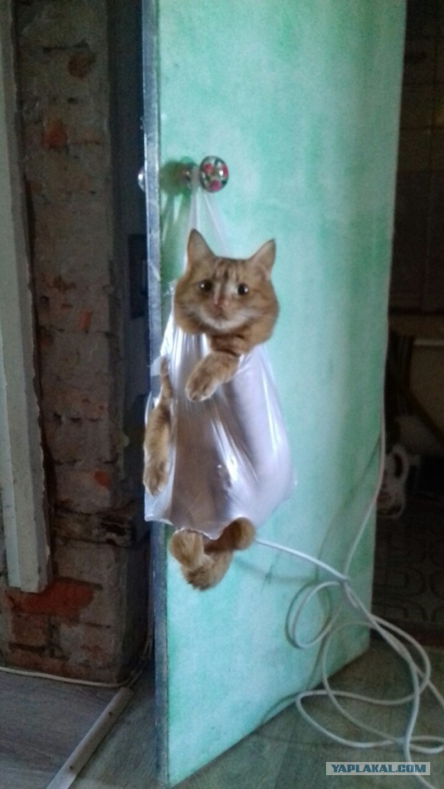 20 шикарных фотографий, в которых вся суть котов