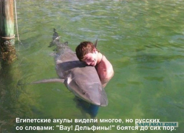 Прыжок аллигатора в лодку с туристами