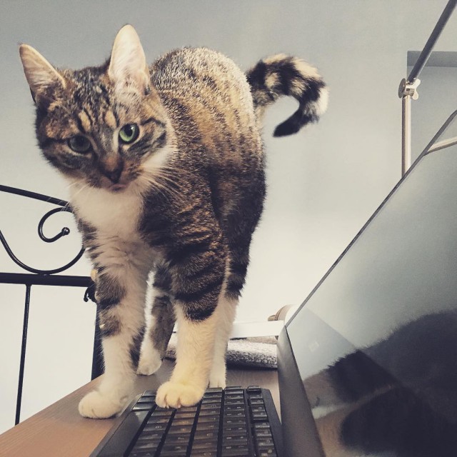 Котовторник 13.03.2018