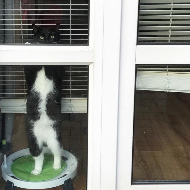 Прикольных котов пост