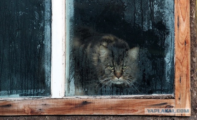 Я все понял. О кошаках