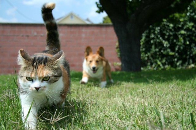 Котовторник на ЯПлакалъ!