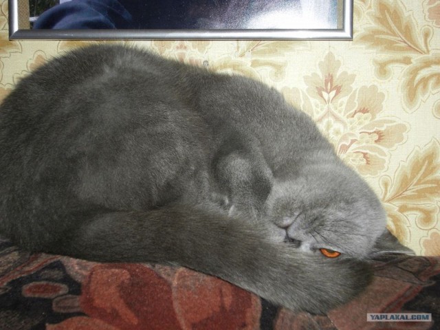 Котейкин вторник! Космический 12.04!