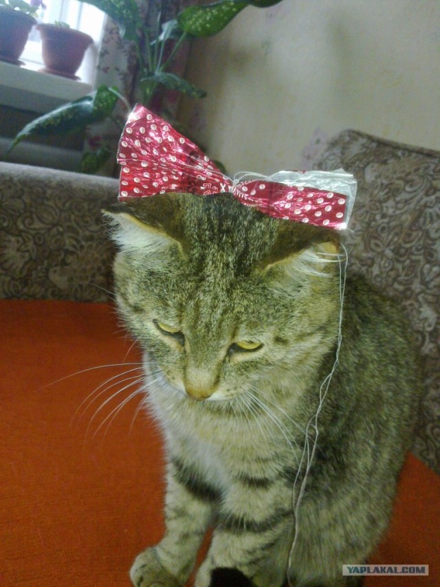 Котовторник с Максом
