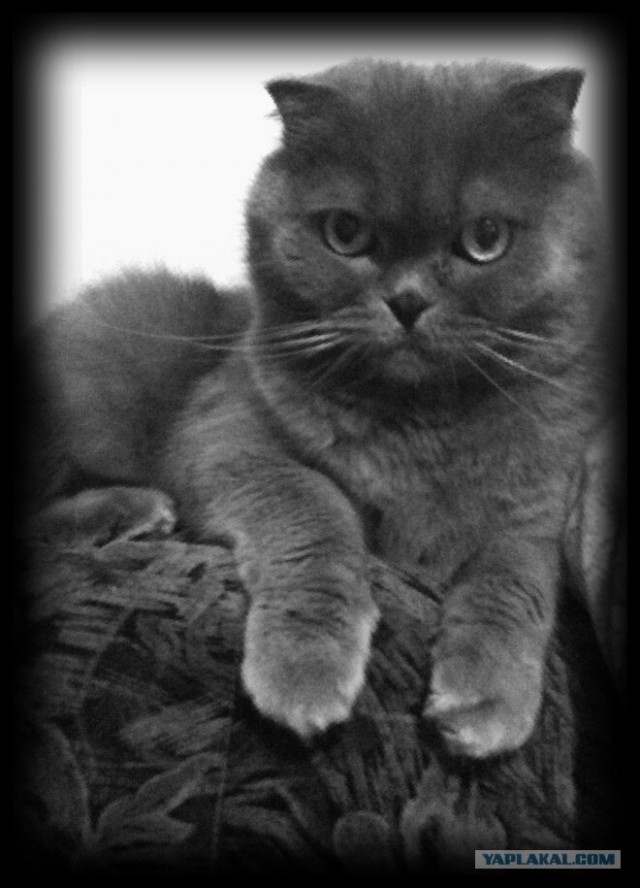 Котовторник 22.11.11