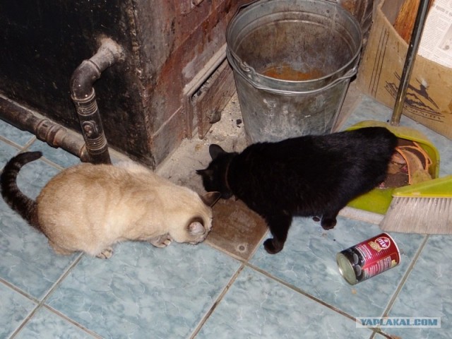 Котовторник (24. 01. 2012 )