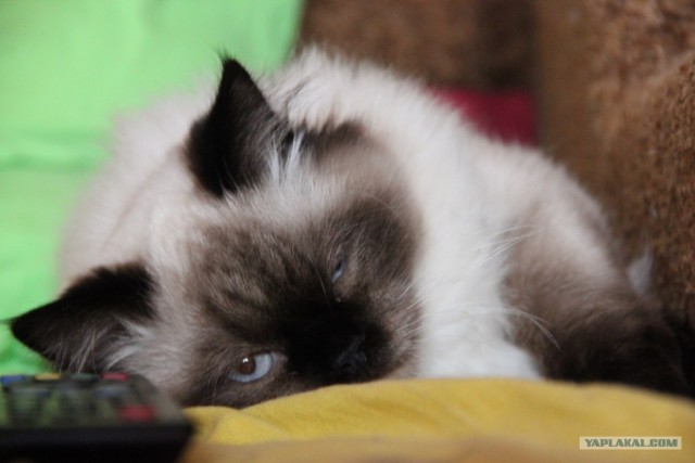 Котовторник (14.02.2012)