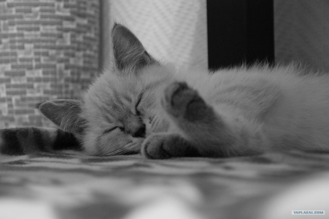 Котовторник 22.05.2012
