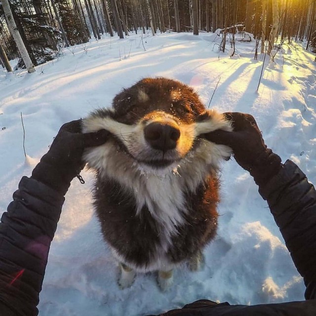 Живность из сети