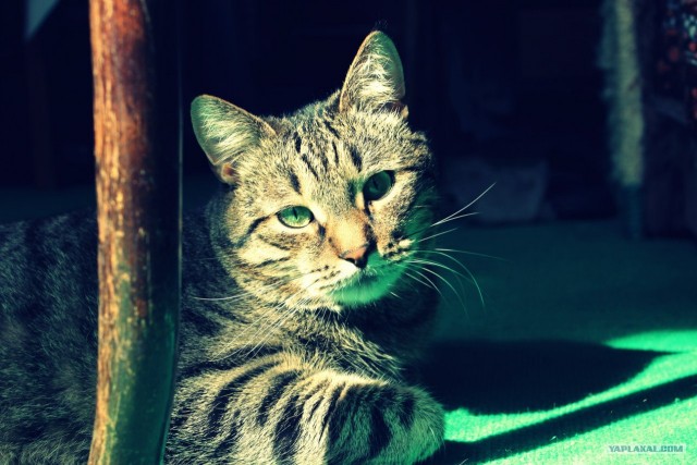 Котовторник   5.06.2012