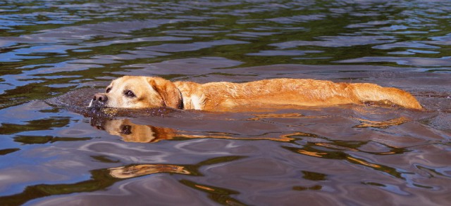 Собака - под-воду-ныряка!