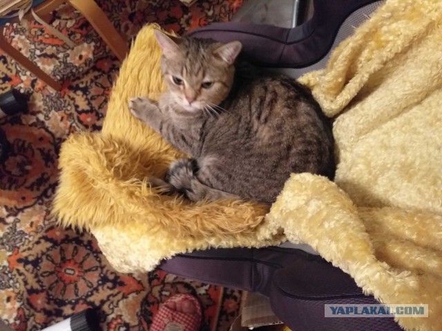 Как спят наши животины....