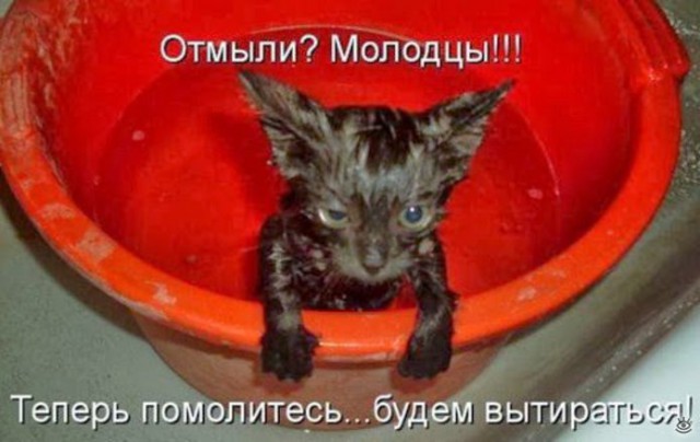 Протроллили кота