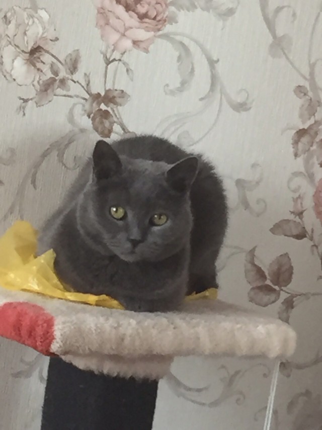 Забавные фото котеек