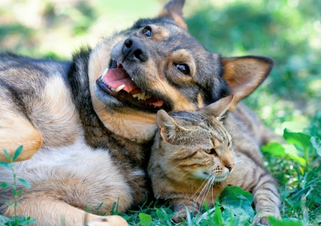 Уже не котовторник, но еще и не собакочетверг