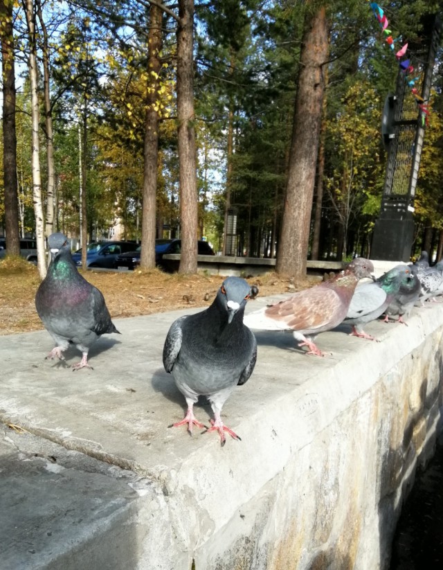Живность из сети