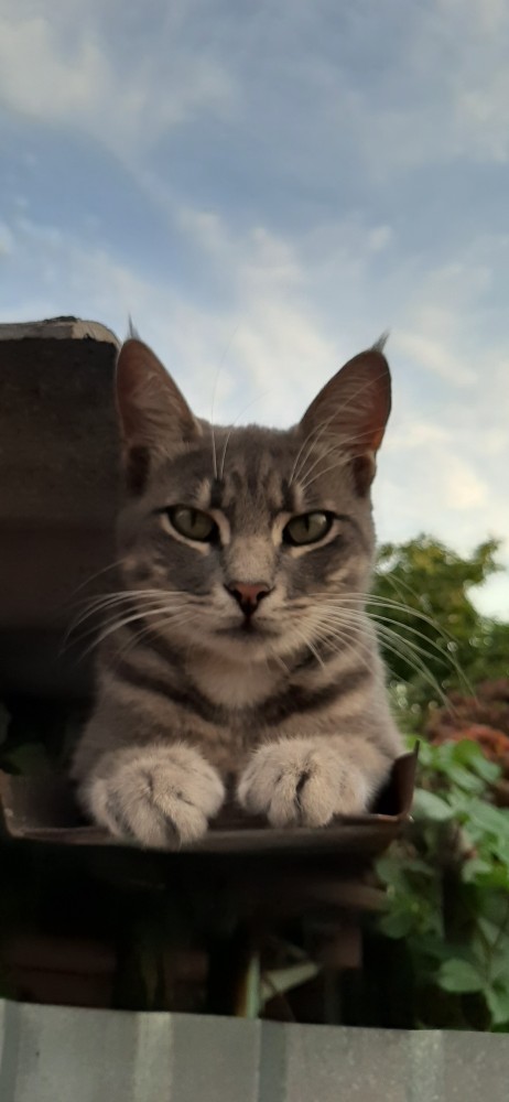 Уличные котаны