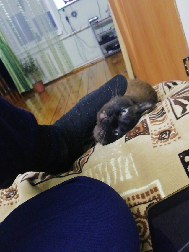 Котовторнику быть!