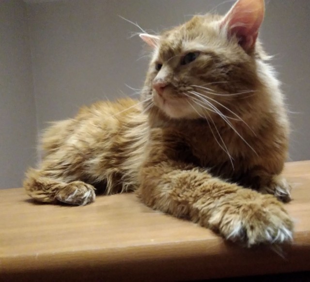 Котовторнику быть!