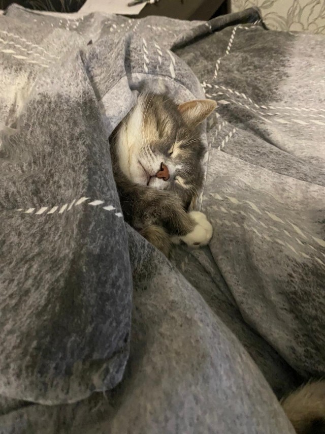 Кот и еда