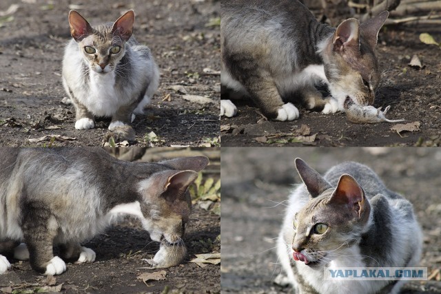 Котовторник же!