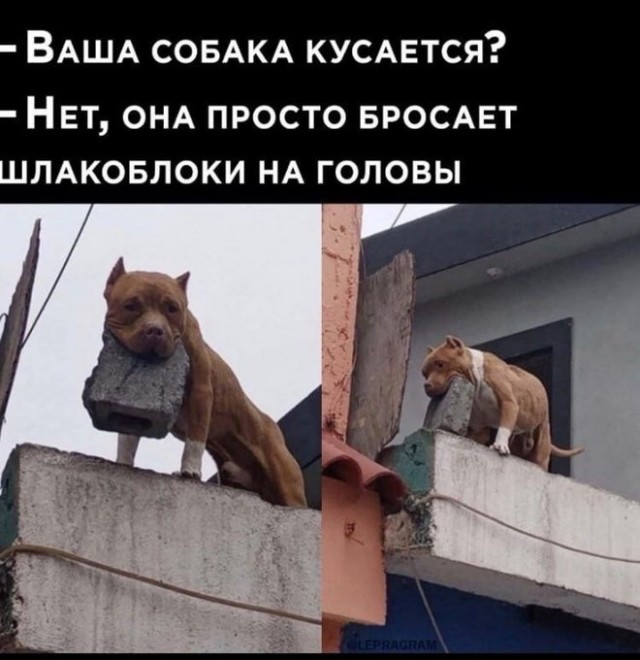 Картинки и мемы для настроения 020