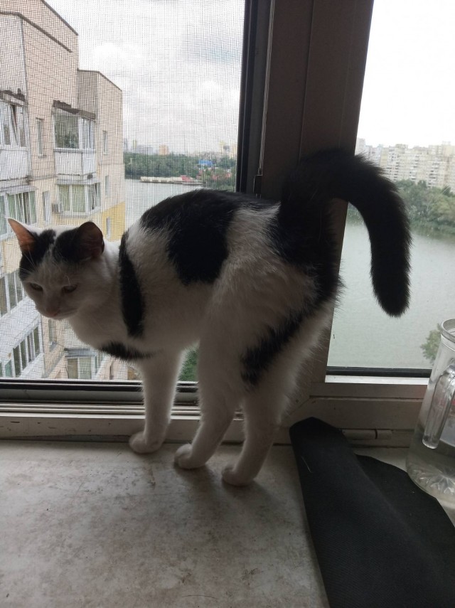 Хоба! Котовторник!