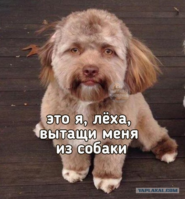 Лисёнок что-то рассказывает человекам