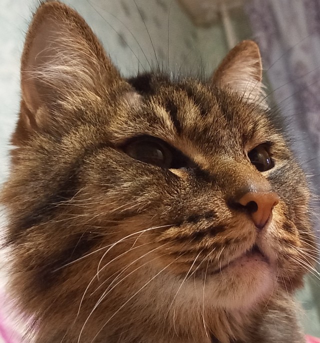 Солнце котовторника уже встало, Господа!