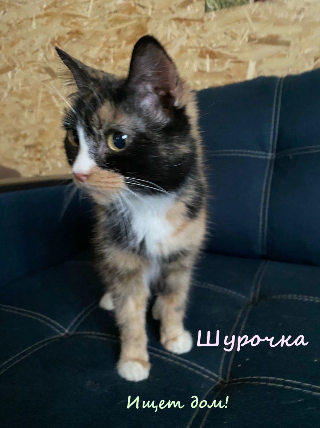 Жизнь домашнего приюта "Котоленд" 320