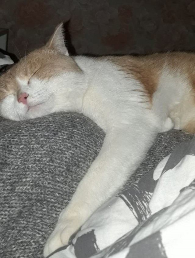 А это мой котан к котовторнику