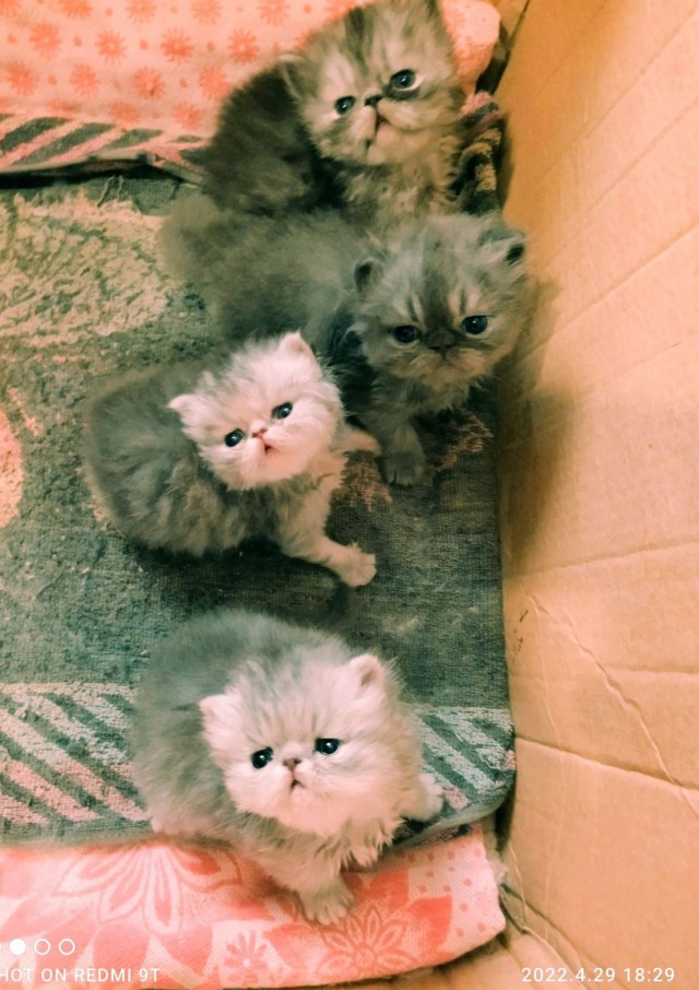 Котоферма