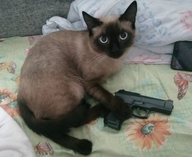 Котовторник. Кошка по имени Овца!