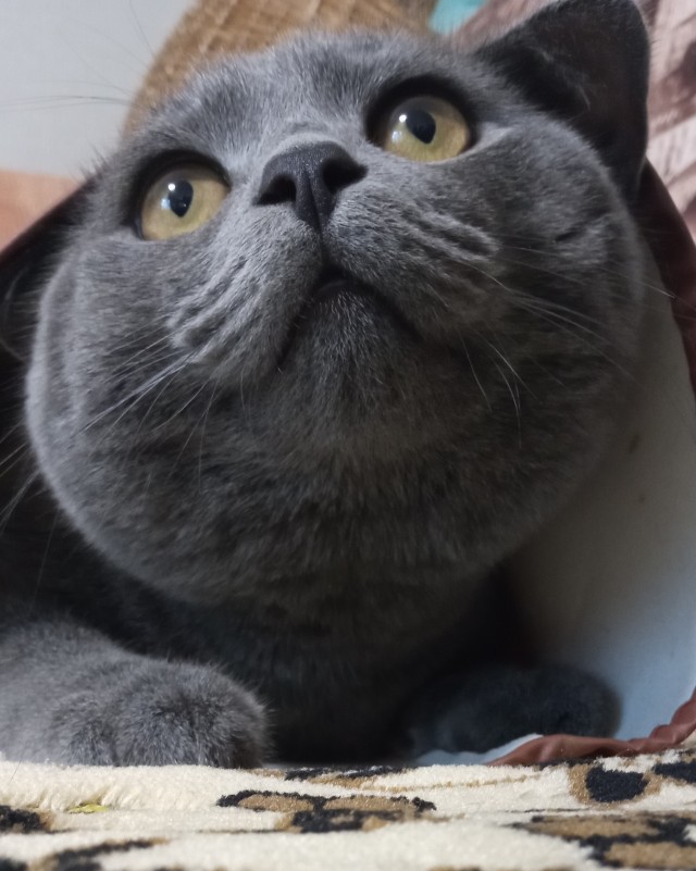 Кот д’Ивуар