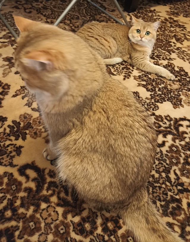 Котовторник 07.06.2022