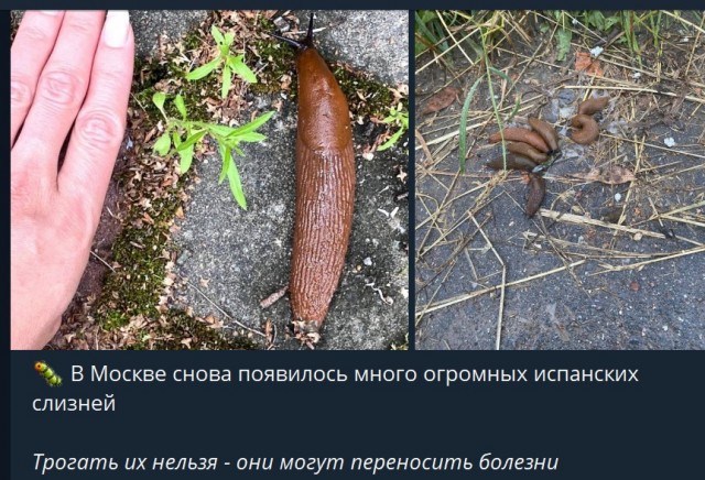 Пандемия съехавших крыш - разновидности болезни. Россия и мир. Часть 39.