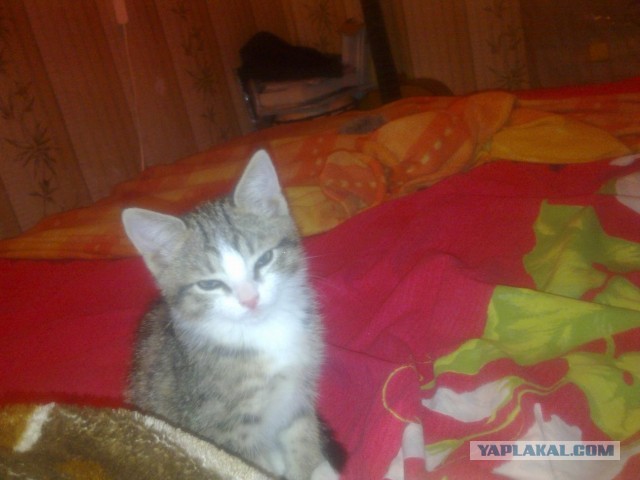 Котовторник  19.03.2013