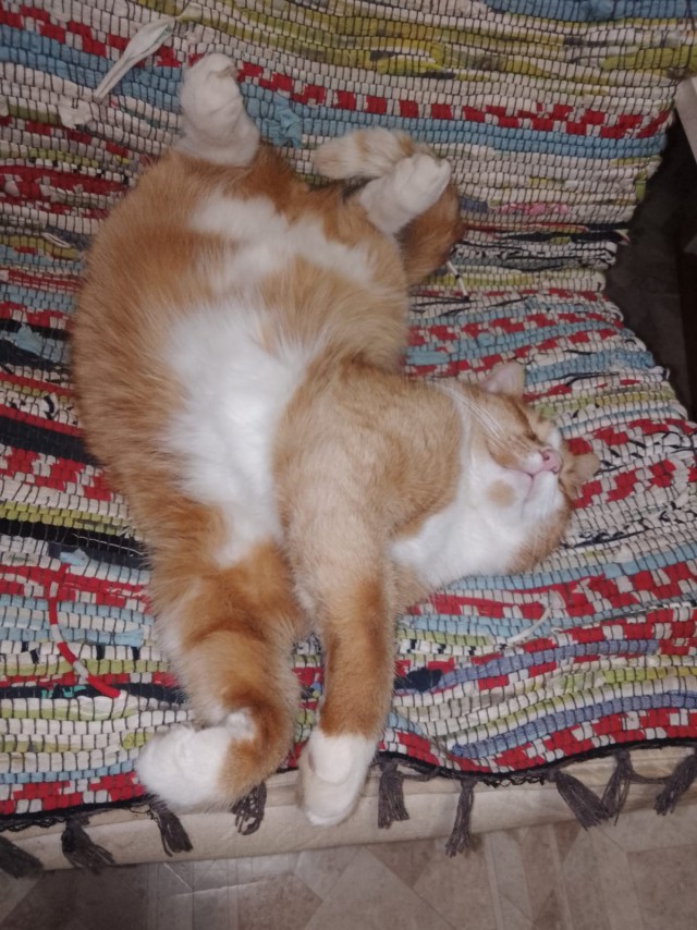 Даёшь котов в этот вторник!
