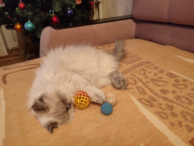 Его зовут Кот
