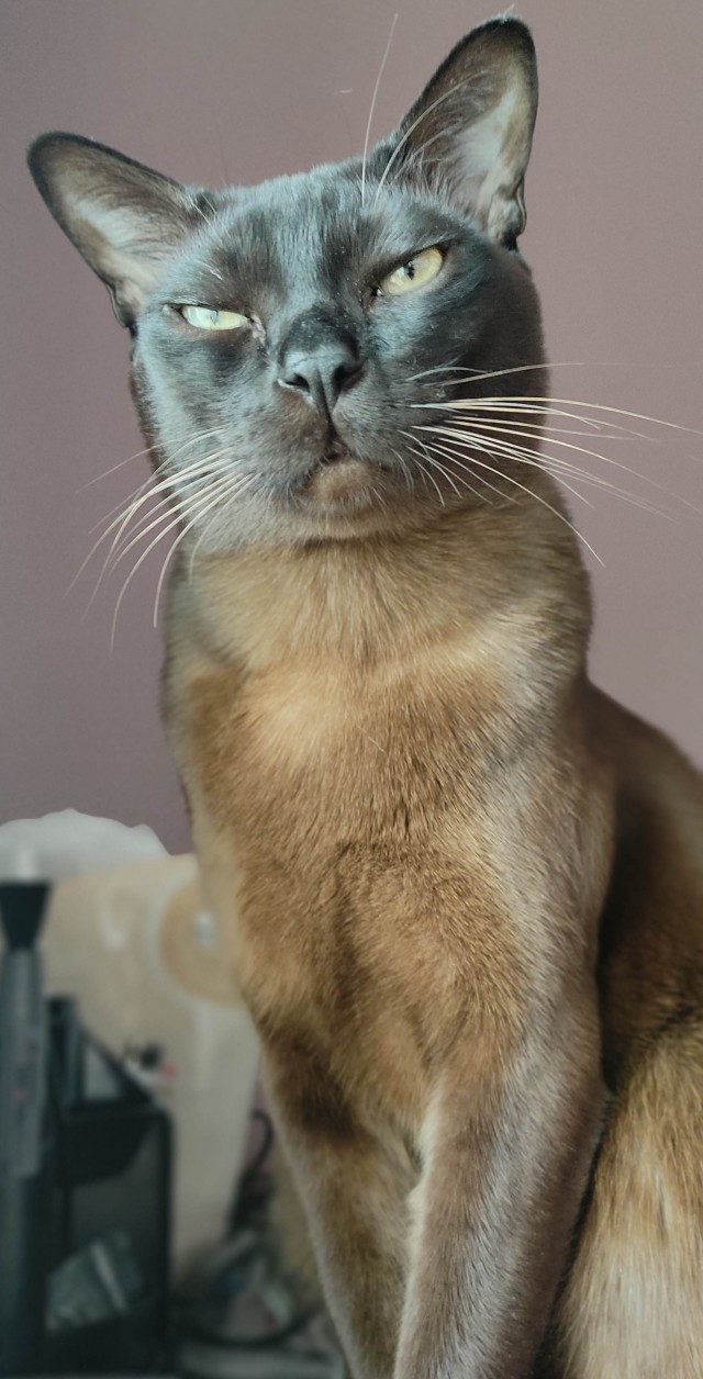Коток.