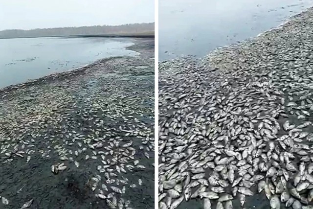 Экология красноярский край