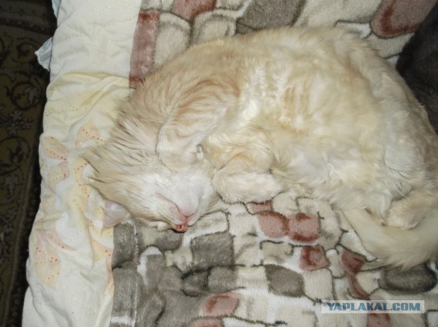 Котовторник 09.04.2013