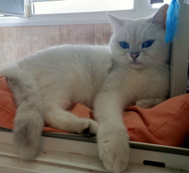 Начинаем котофторник?