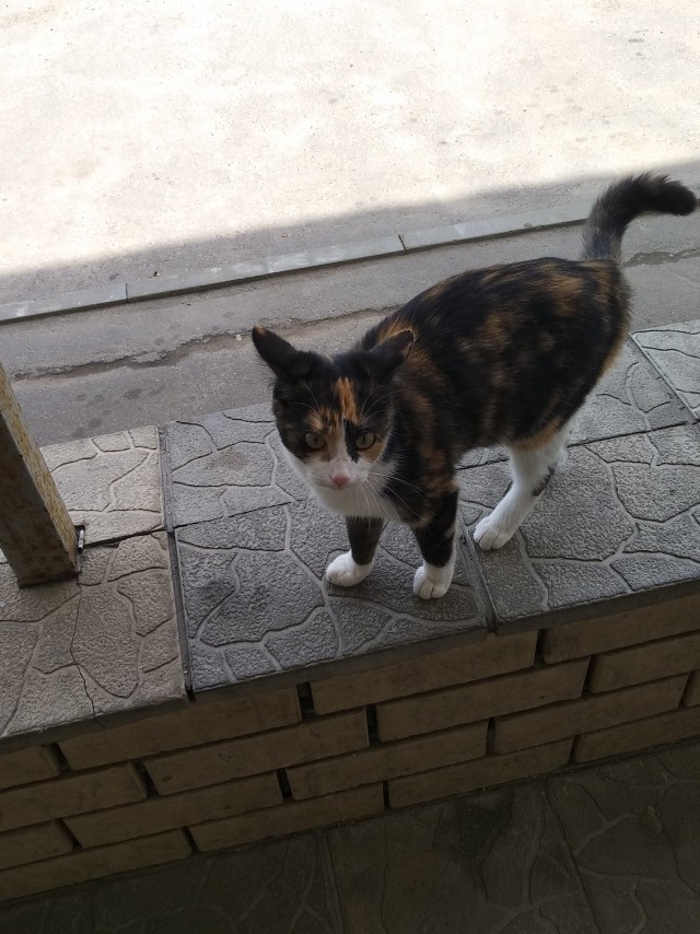 Знакомьтесь, это моя кошечка, зовут Япа
