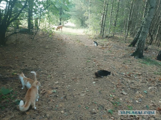 Жизнь домашнего приюта для котеек 464