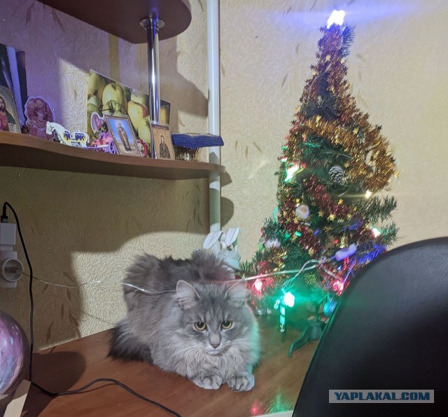 Новогодний кот